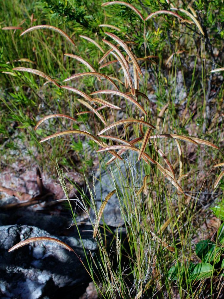 Paspalum stellatum Humb. & Bonpl. ex Flüggé – Capim-orelha-de-coelho