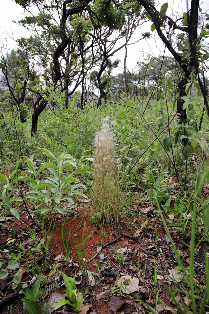Andropogon leucostachyus Kunth – Capim-mulungu