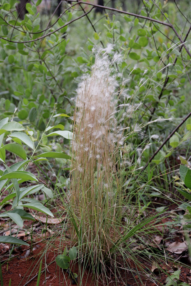 Andropogon leucostachyus Kunth – Capim-mulungu