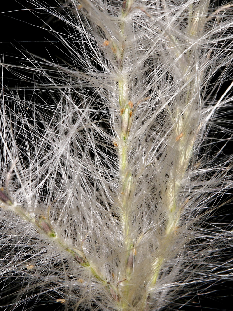 Andropogon leucostachyus Kunth – Capim-mulungu