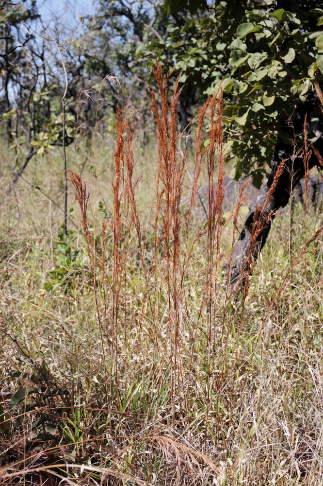 Hyparrhenia bracteata (Humb. & Bonpl. ex Willd.) Stapf – Capim-jaraguá-nativo