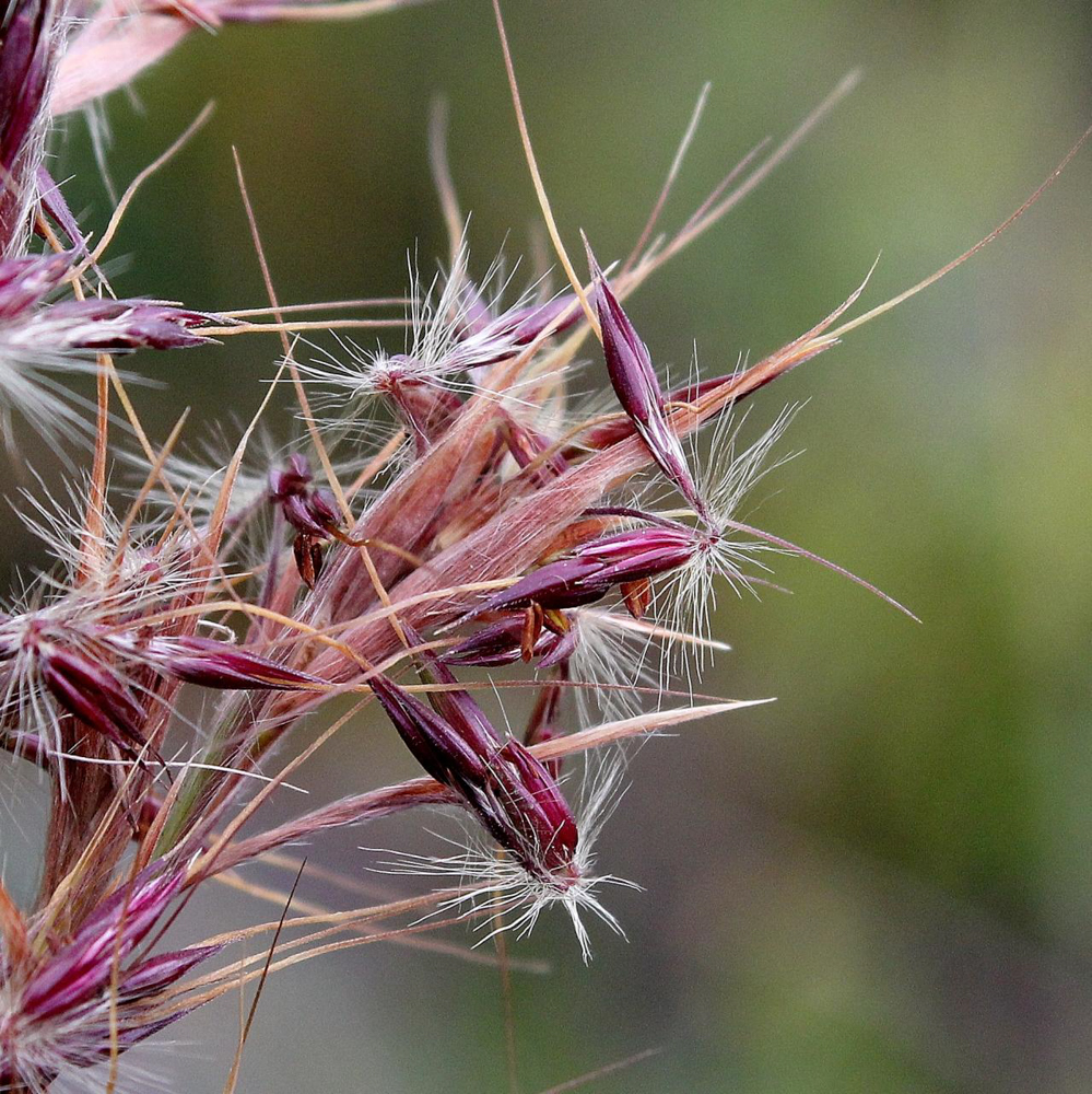 Hyparrhenia bracteata (Humb. & Bonpl. ex Willd.) Stapf – Capim-jaraguá-nativo