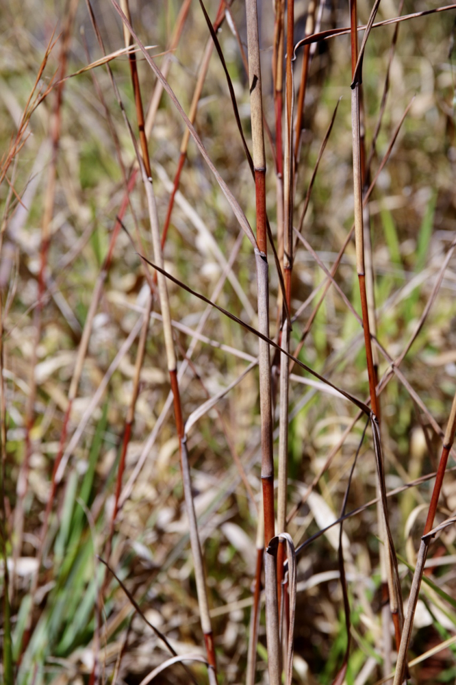 Hyparrhenia bracteata (Humb. & Bonpl. ex Willd.) Stapf – Capim-jaraguá-nativo