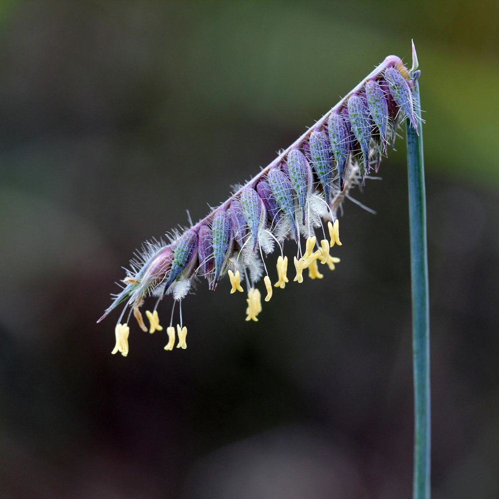 Echinolaena inflexa (Poir.) Chase – Capim-flechinha