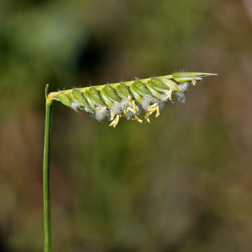 Echinolaena inflexa (Poir.) Chase – Capim-flechinha