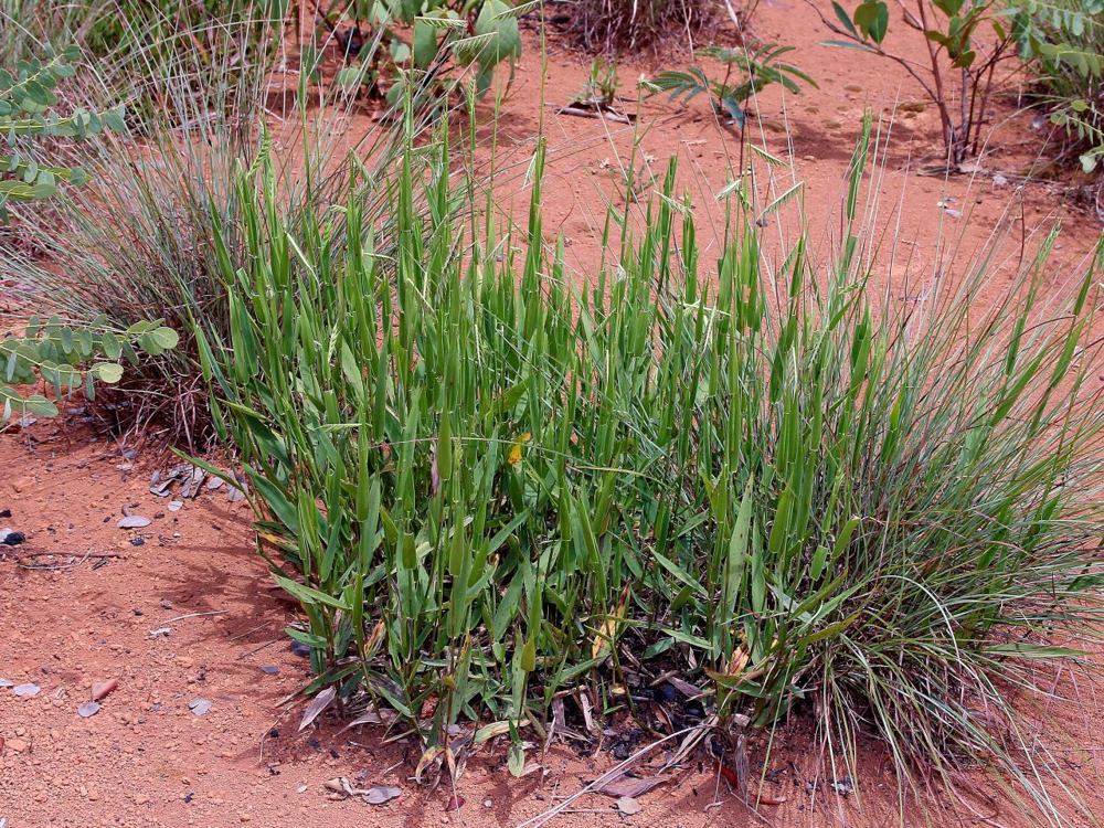 Echinolaena inflexa (Poir.) Chase – Capim-flechinha