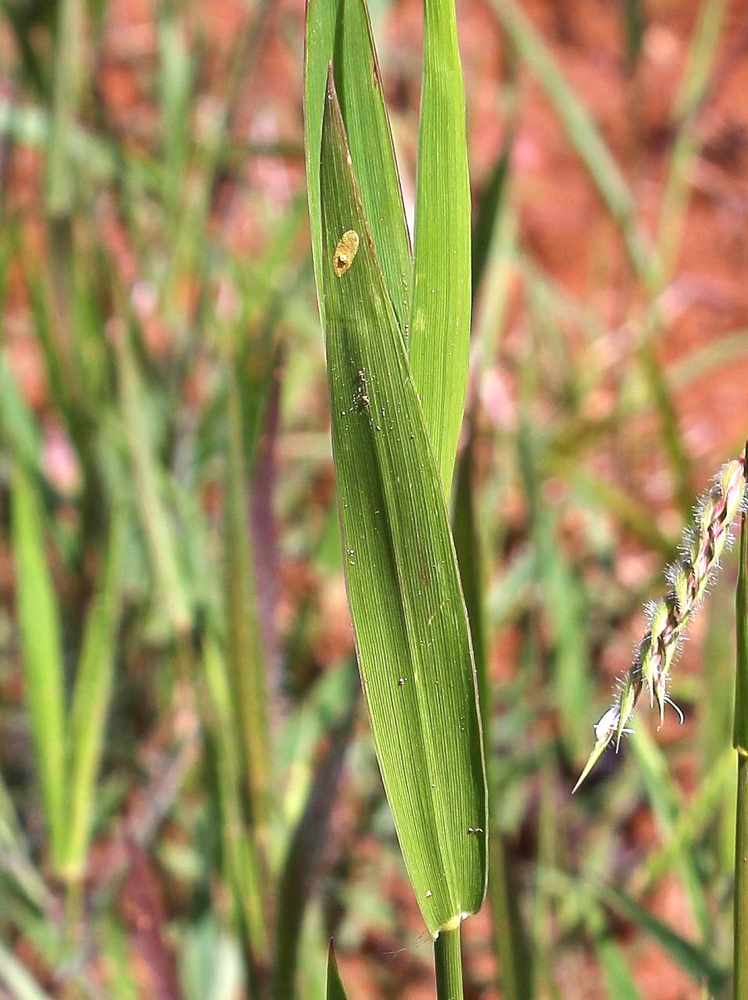 Echinolaena inflexa (Poir.) Chase – Capim-flechinha