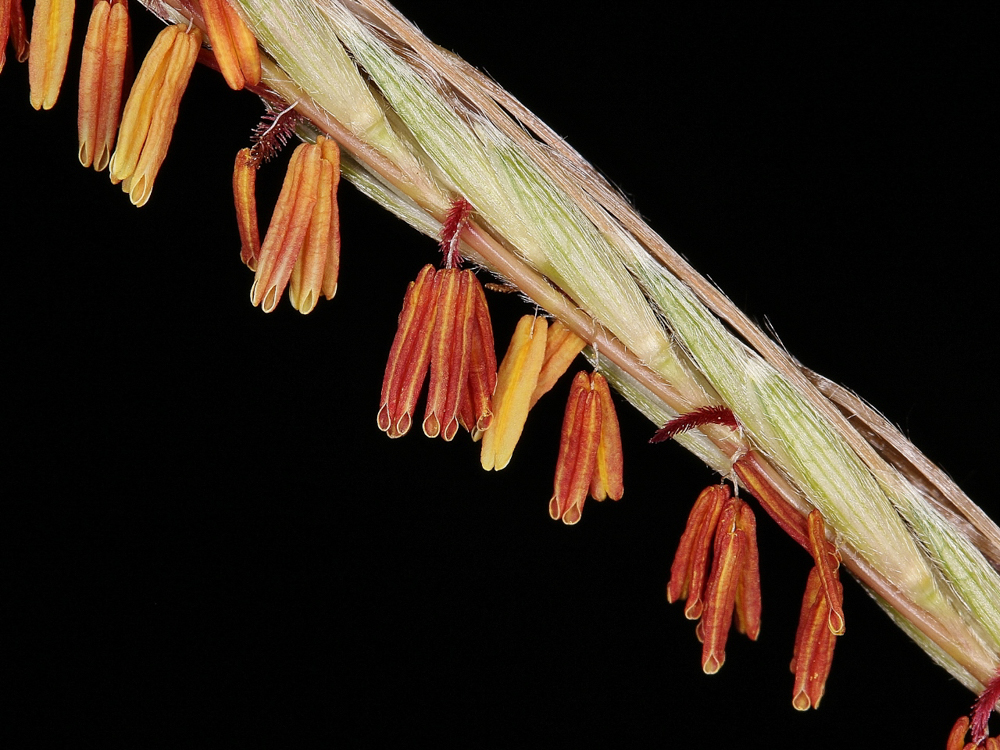 Trachypogon spicatus (L.f.) Kuntze – Capim-fiapo