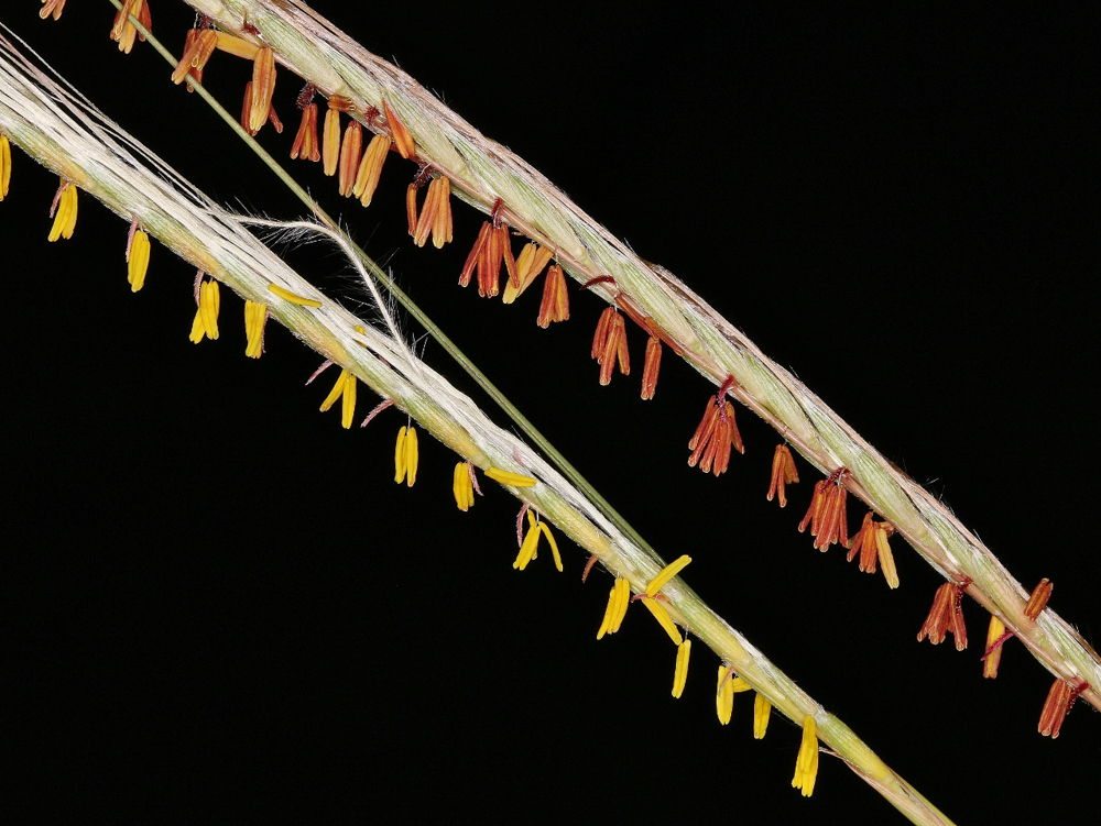 Trachypogon spicatus (L.f.) Kuntze – Capim-fiapo