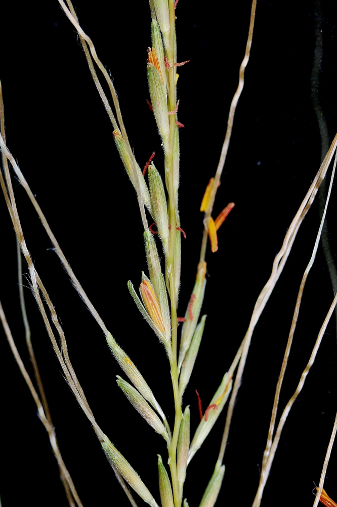 Trachypogon spicatus (L.f.) Kuntze – Capim-fiapo