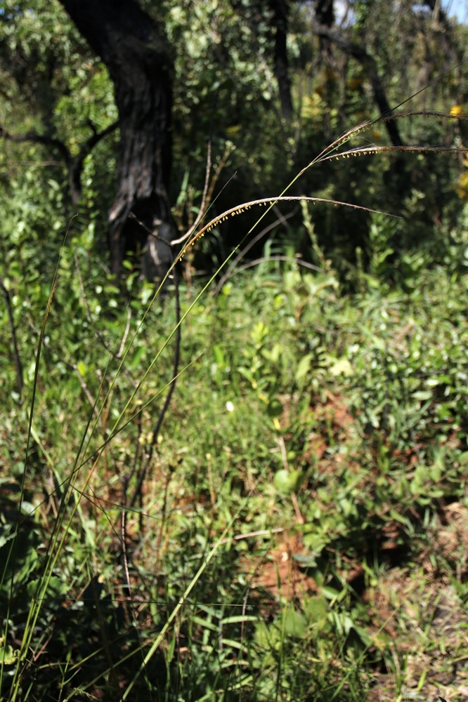 Trachypogon spicatus (L.f.) Kuntze – Capim-fiapo