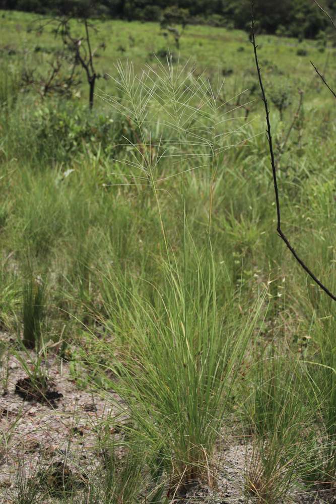 Axonopus siccus (Nees) Kuhlm. – Capim-colonião
