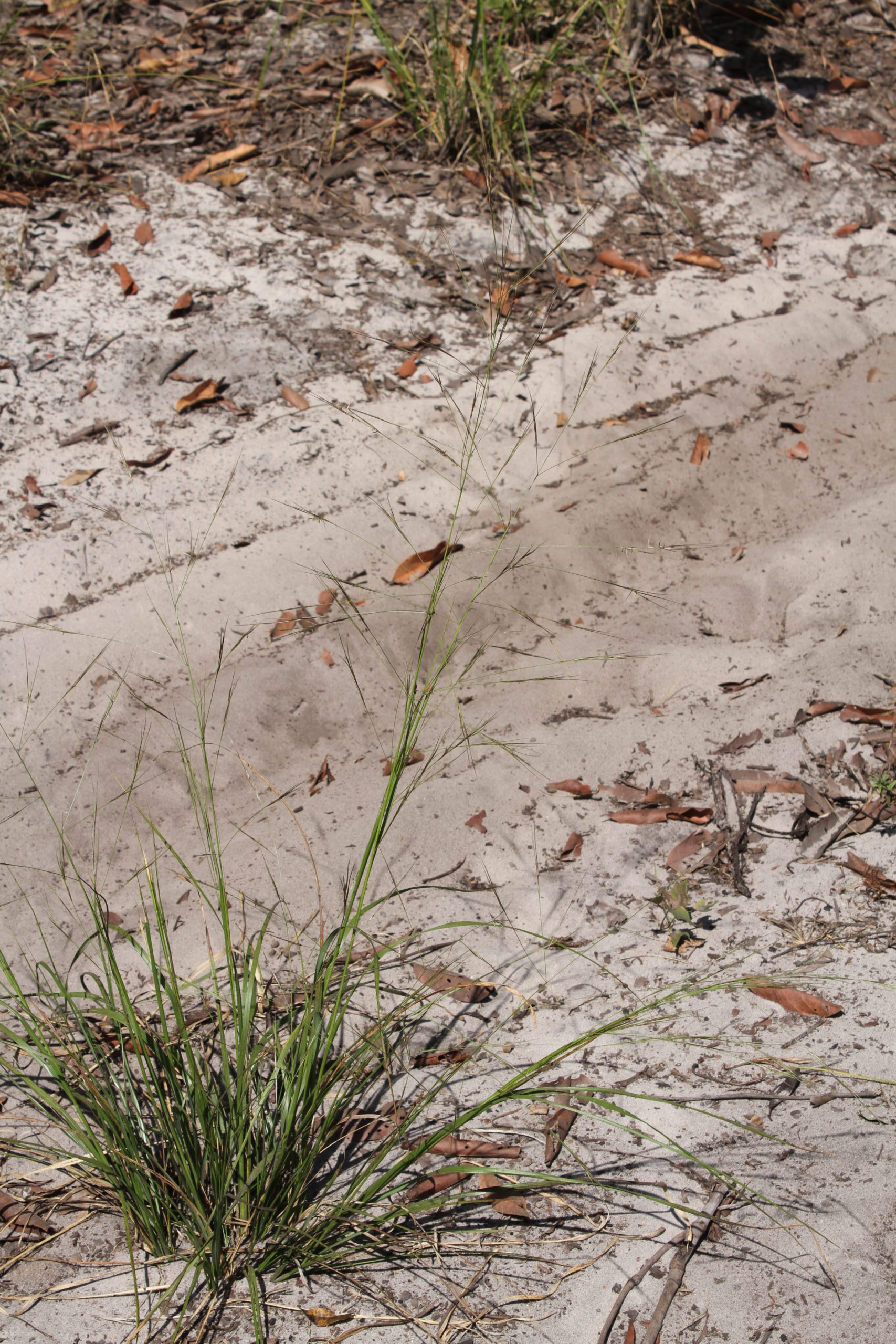 Aristida longifolia Trin. – Capim-carrapato