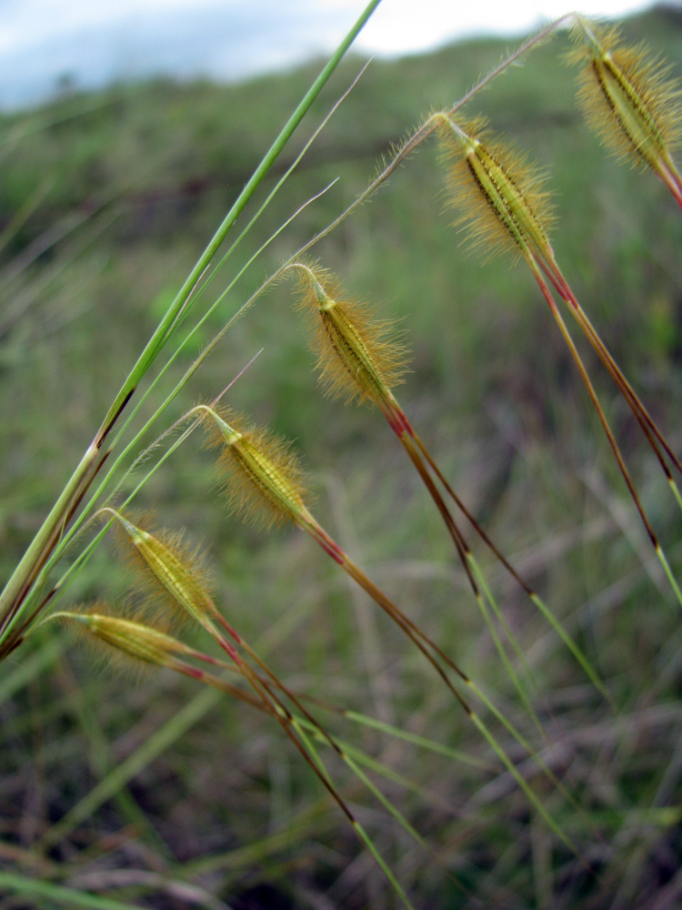 Loudetiopsis chrysothrix (Nees) Conert – Capim-brinco-de-princesa