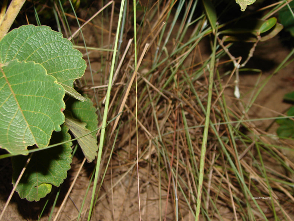 Loudetiopsis chrysothrix (Nees) Conert – Capim-brinco-de-princesa