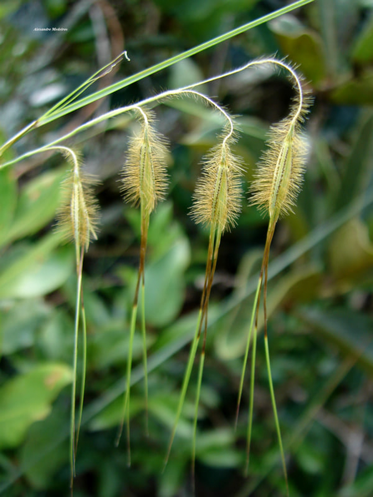 Loudetiopsis chrysothrix (Nees) Conert – Capim-brinco-de-princesa