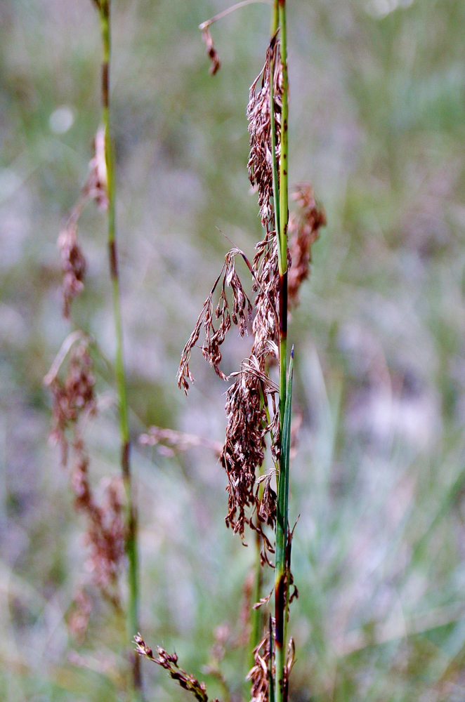 Lagenocarpus rigidus Nees – Capim-arroz