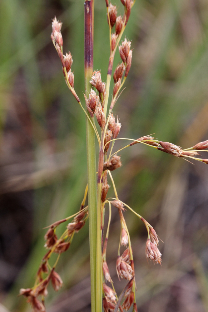 Lagenocarpus rigidus Nees – Capim-arroz