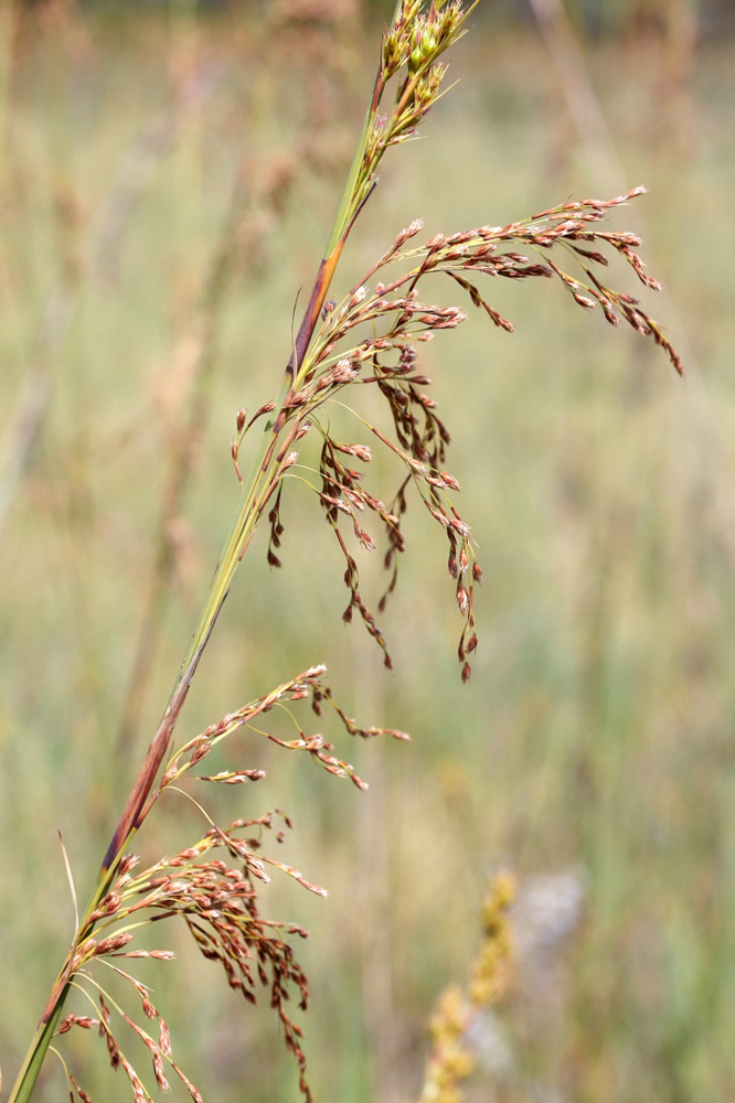 Lagenocarpus rigidus Nees – Capim-arroz