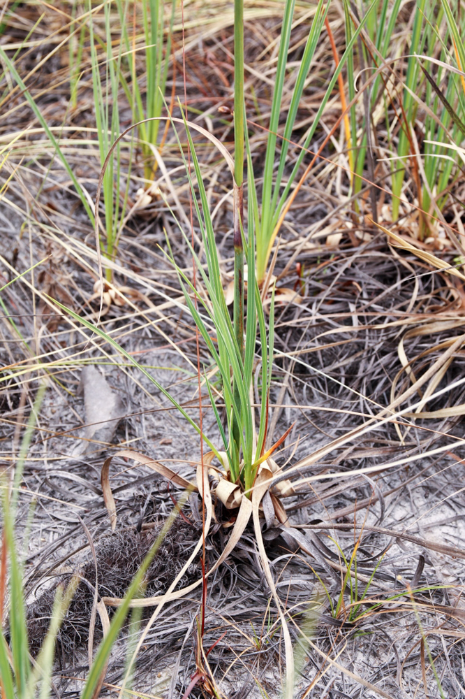 Lagenocarpus rigidus Nees – Capim-arroz
