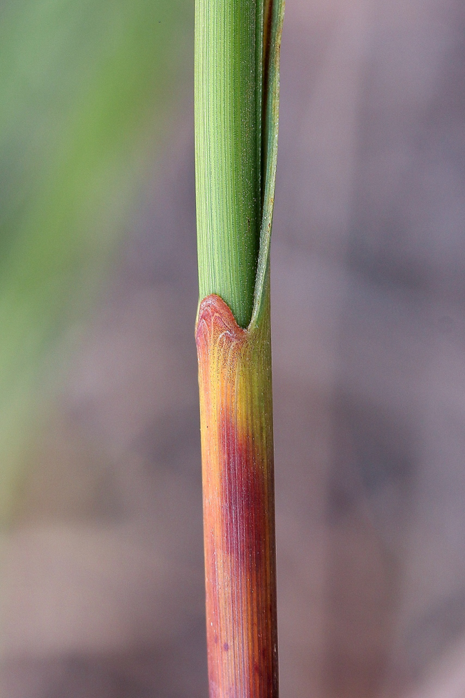 Lagenocarpus rigidus Nees – Capim-arroz