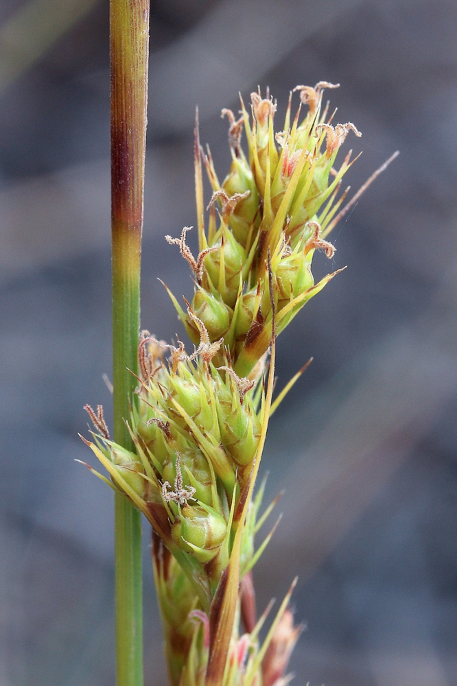 Lagenocarpus rigidus Nees – Capim-arroz