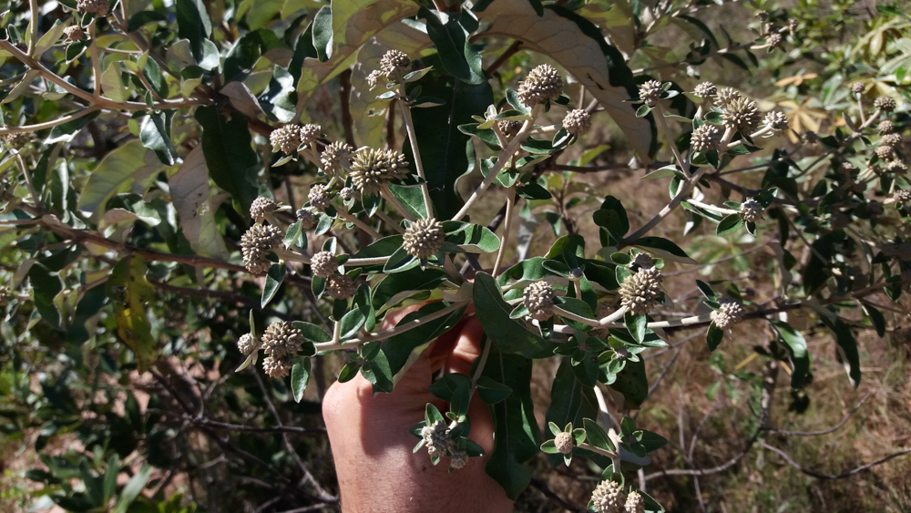 Eremanthus glomerulatus Less. – Candieiro