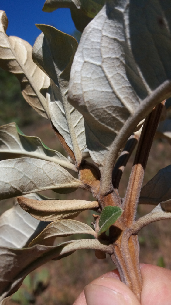Eremanthus glomerulatus Less. – Candieiro
