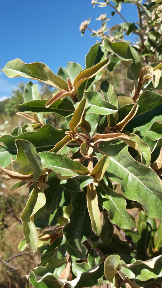 Eremanthus glomerulatus Less. – Candieiro