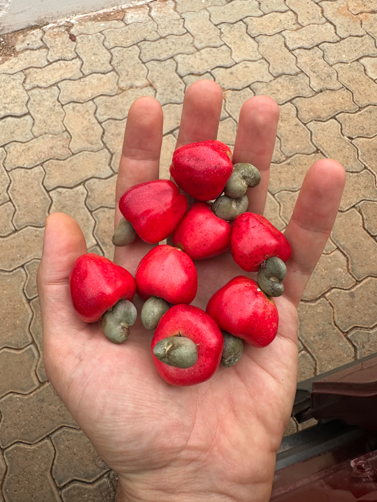 Anacardium humile A.St.-Hil. – Cajuí