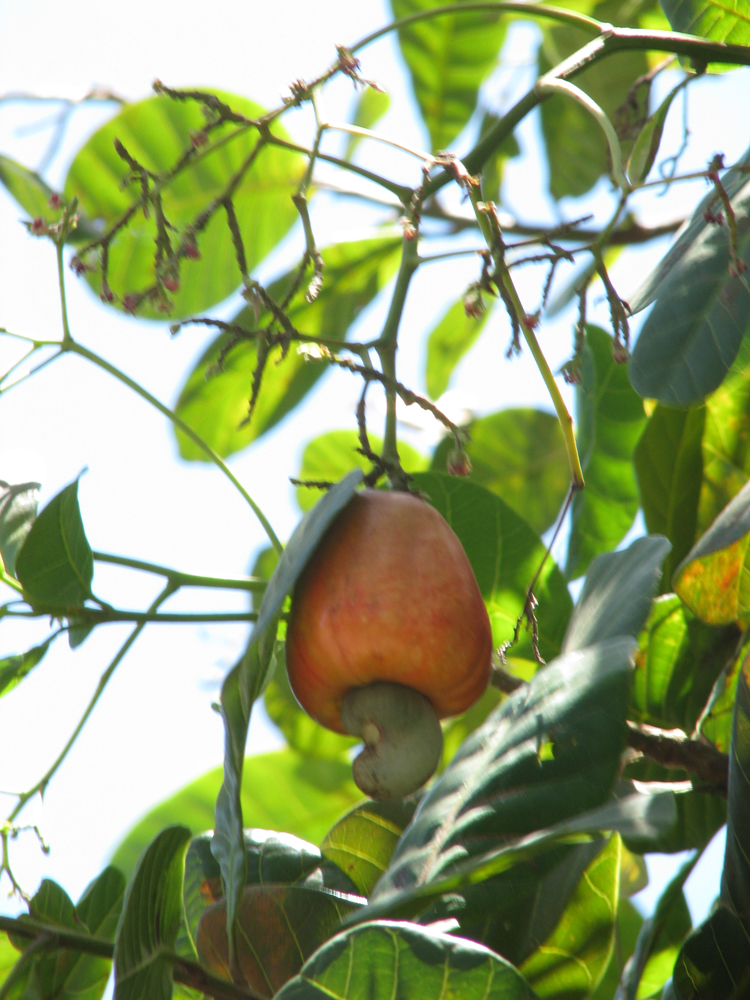 Anacardium occidentale L. – Caju