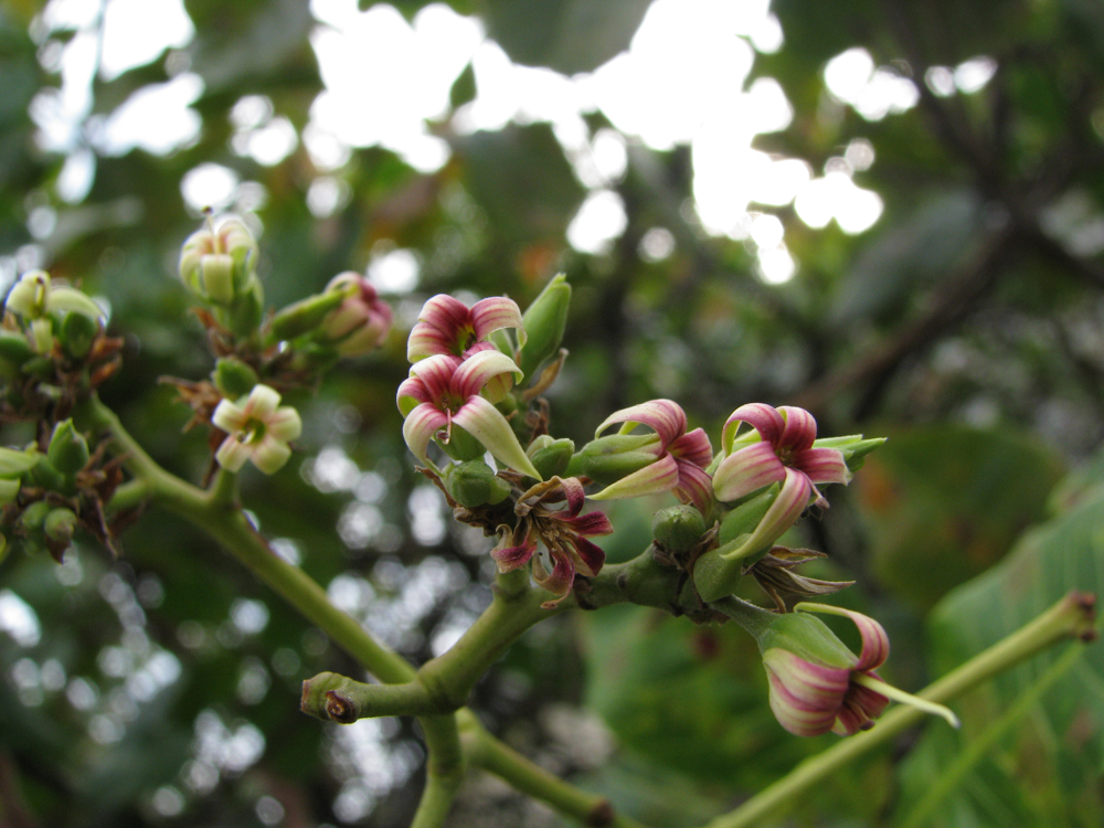 Anacardium occidentale L. – Caju