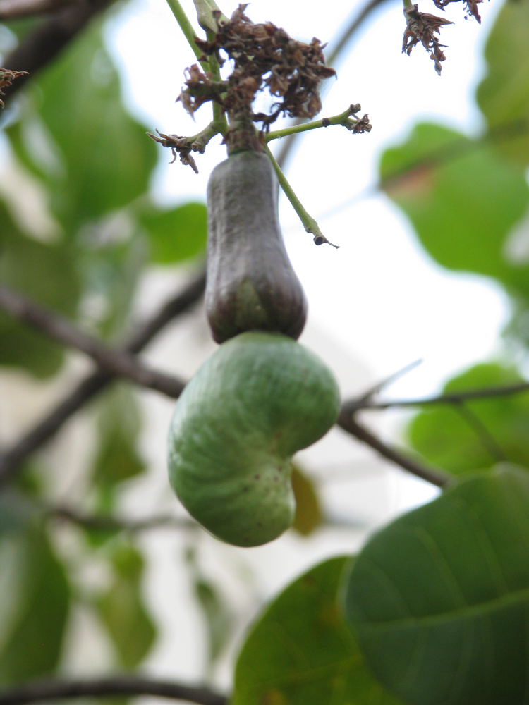 Anacardium occidentale L. – Caju