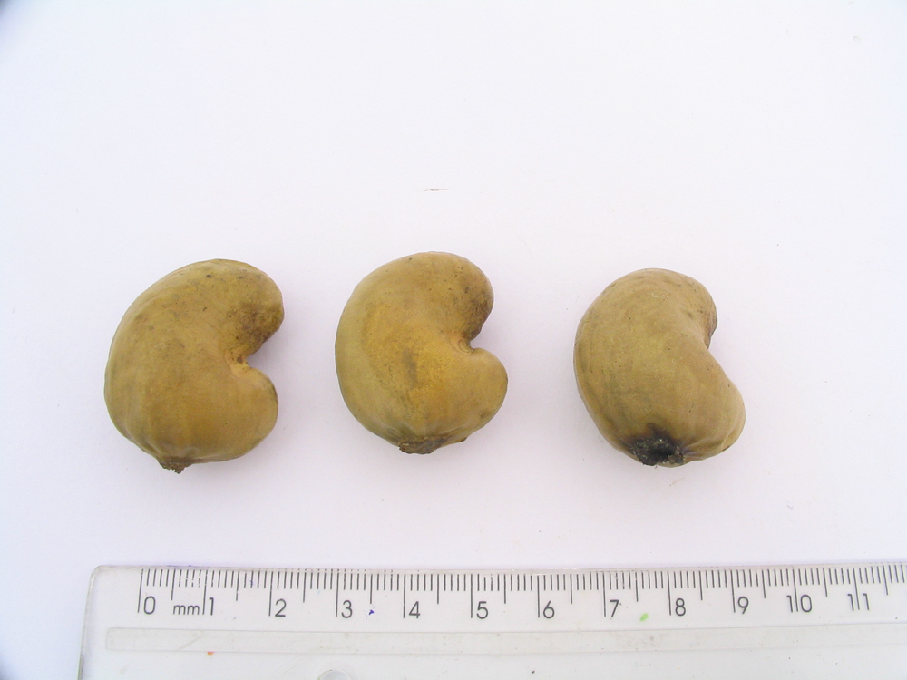 Anacardium occidentale L. – Caju