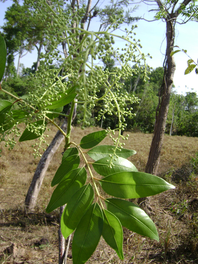 Spondias mombin L. – Cajá