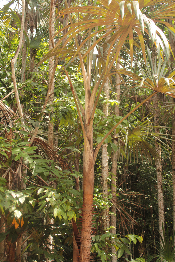 Mauritiella armata (Mart.) Burret – Buritiana