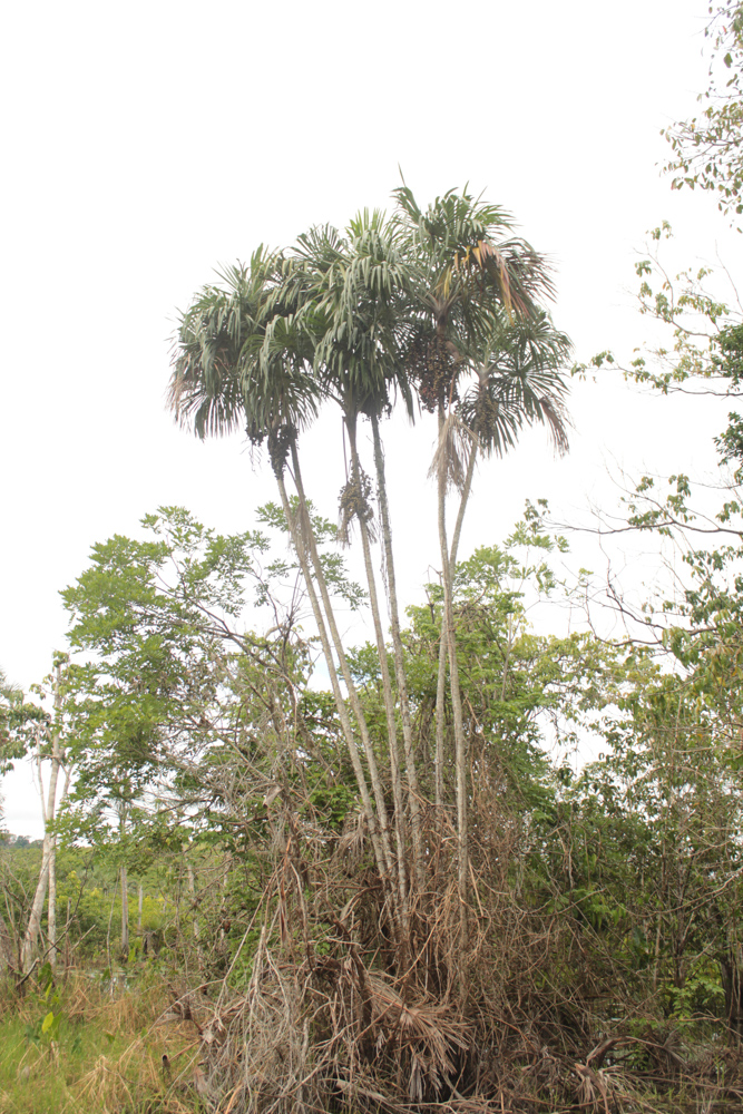 Mauritiella armata (Mart.) Burret – Buritiana