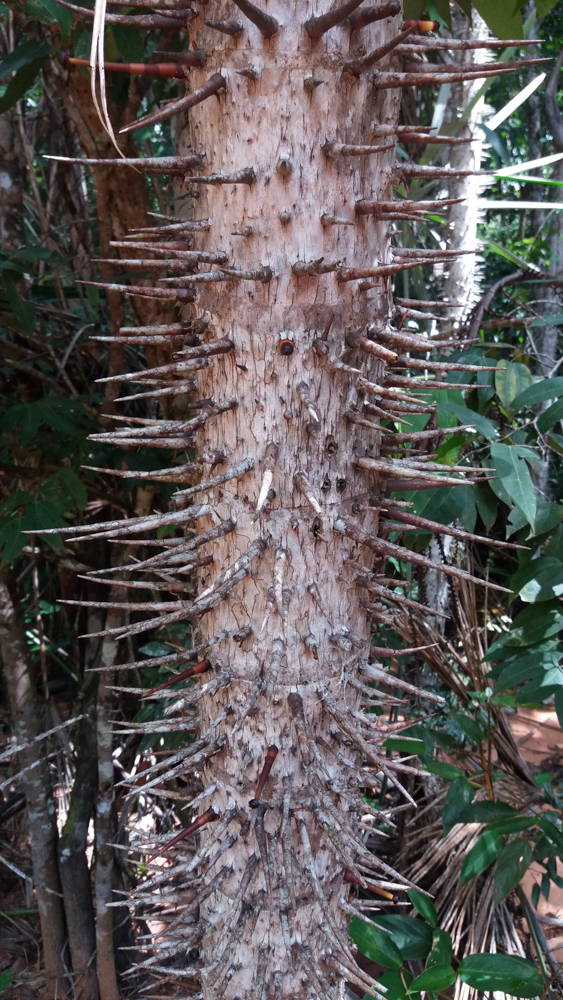 Mauritiella armata (Mart.) Burret – Buritiana