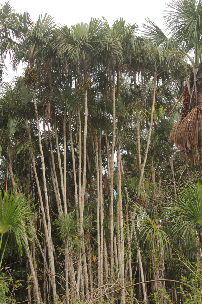 Mauritiella armata (Mart.) Burret – Buritiana
