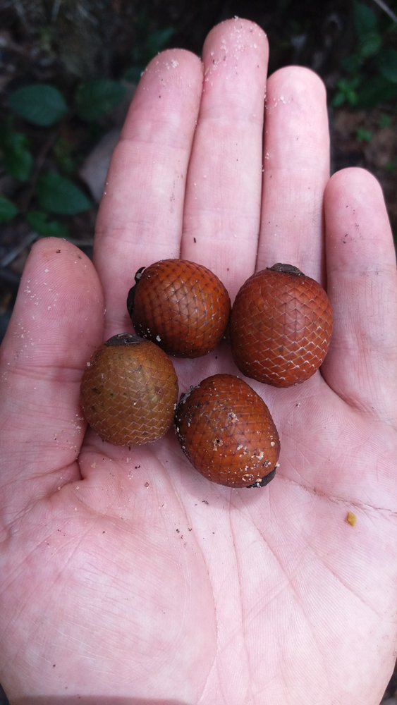 Mauritiella armata (Mart.) Burret – Buritiana