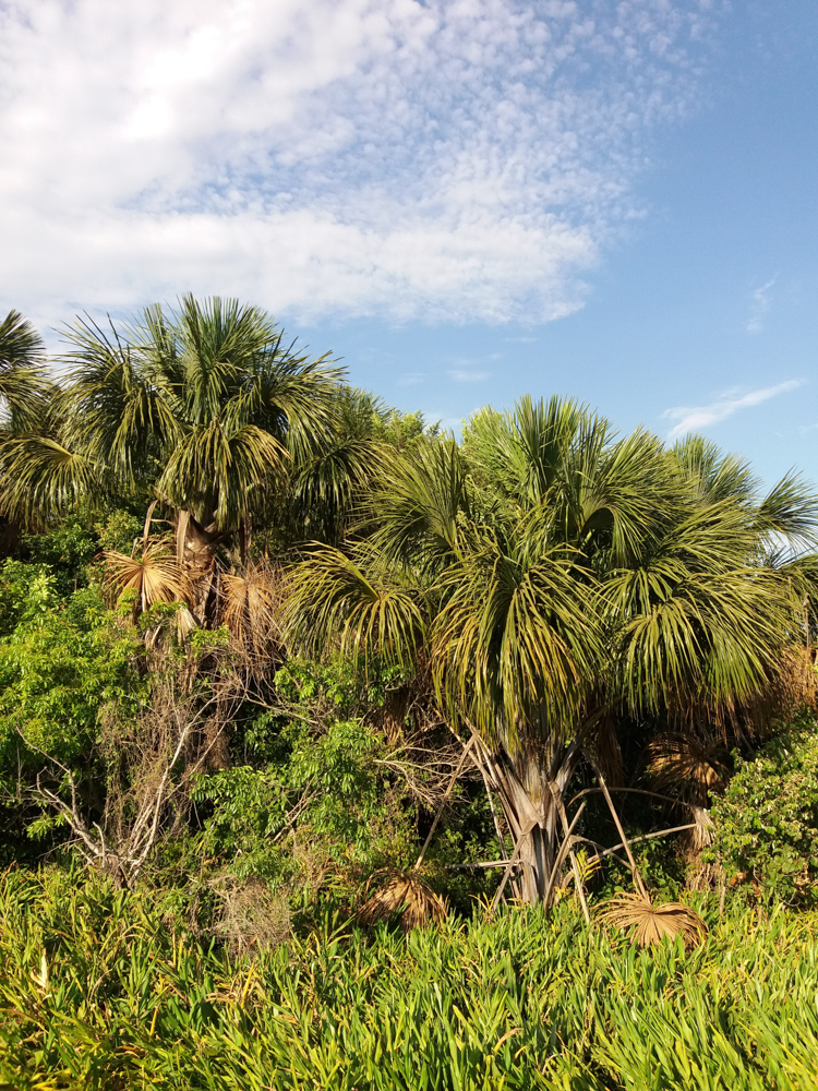 Mauritia flexuosa L.f. – Buriti