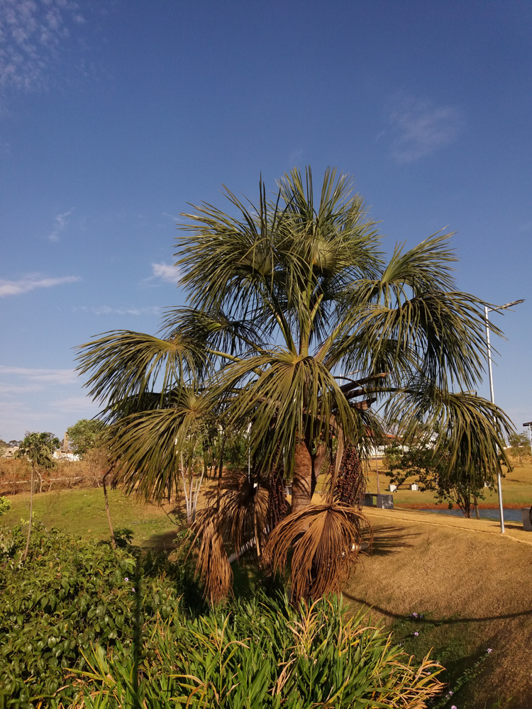 Mauritia flexuosa L.f. – Buriti