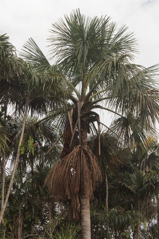 Mauritia flexuosa L.f. – Buriti