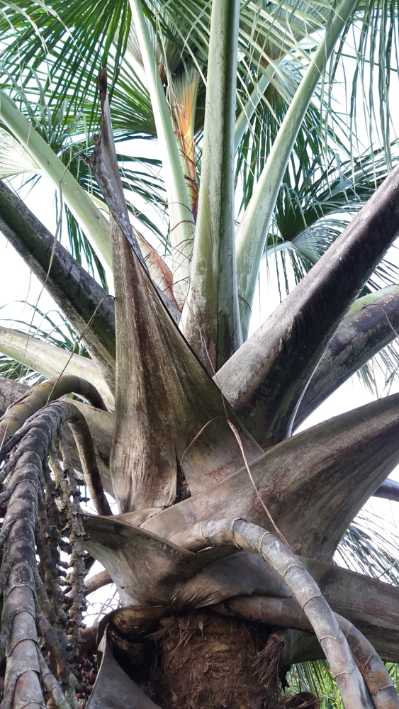 Mauritia flexuosa L.f. – Buriti