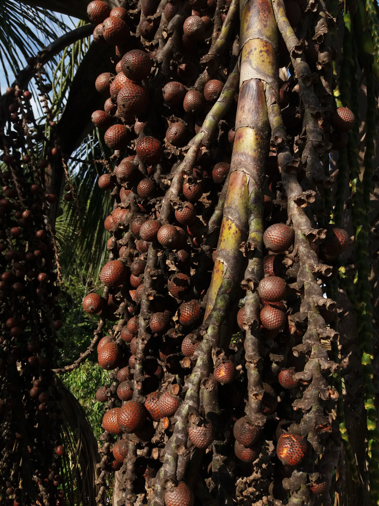 Mauritia flexuosa L.f. – Buriti