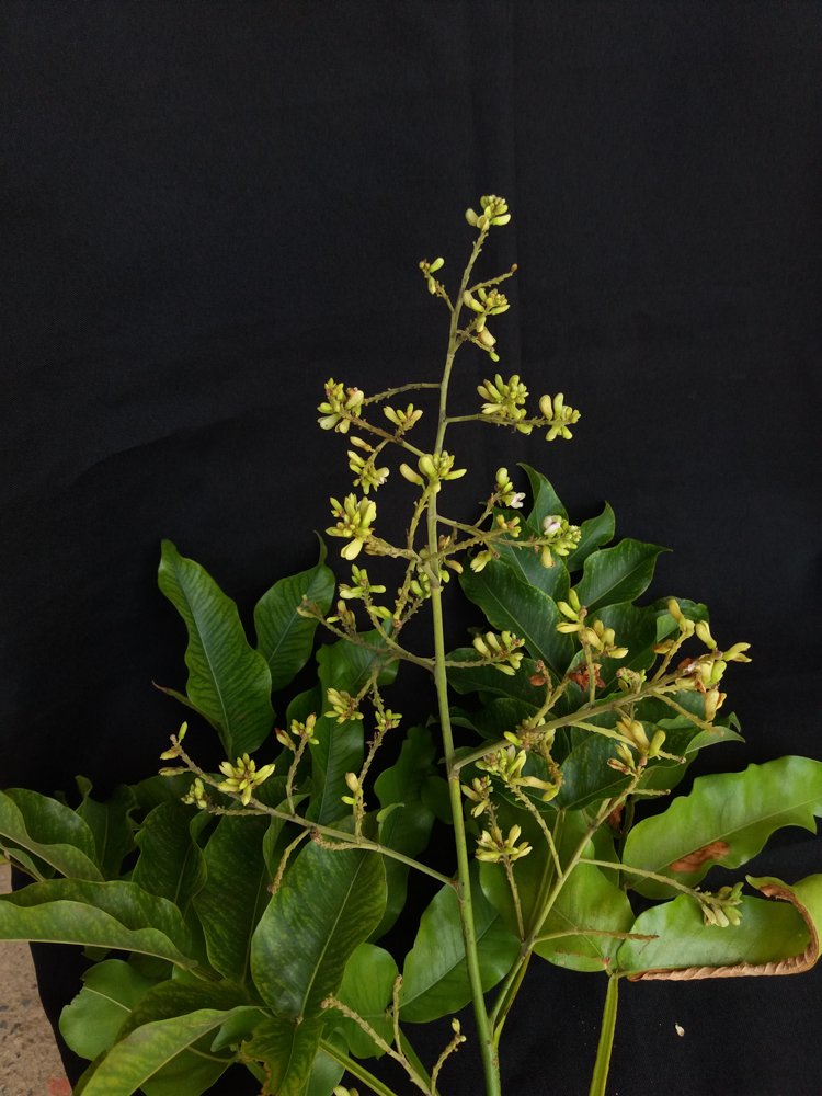 Dipteryx alata Vogel – Baru