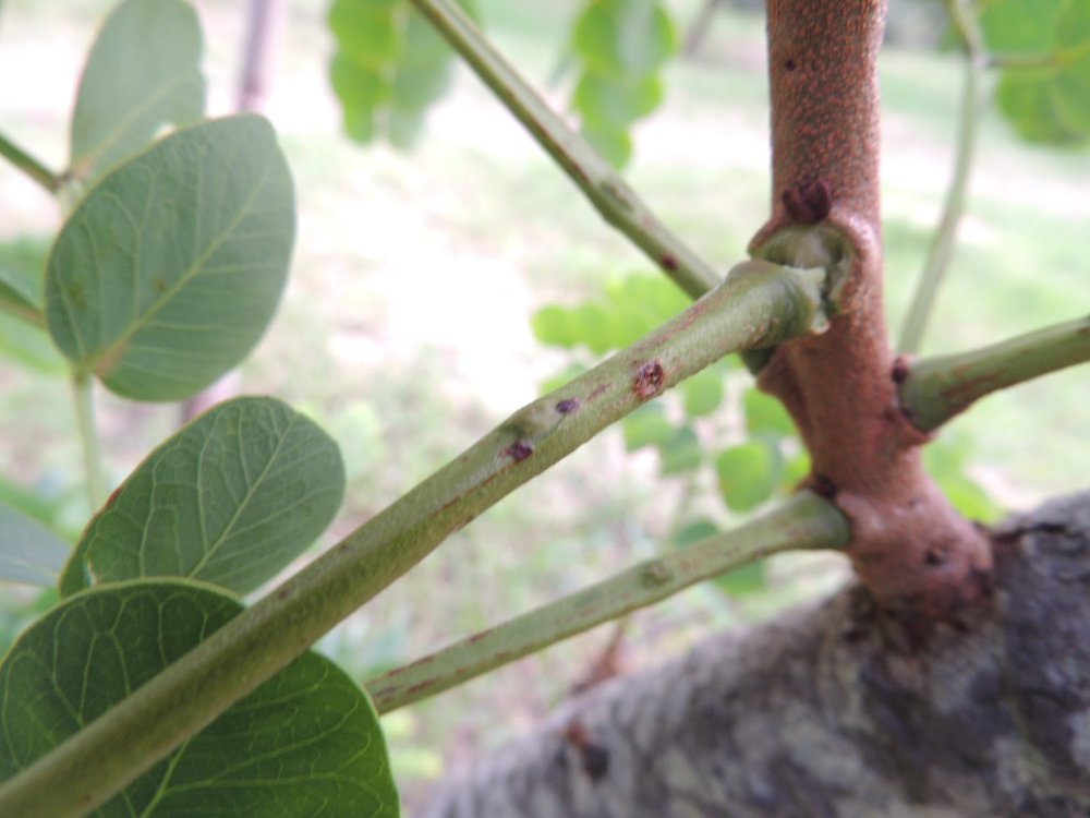 Stryphnodendron adstringens (Mart.) Coville – Barbatimão