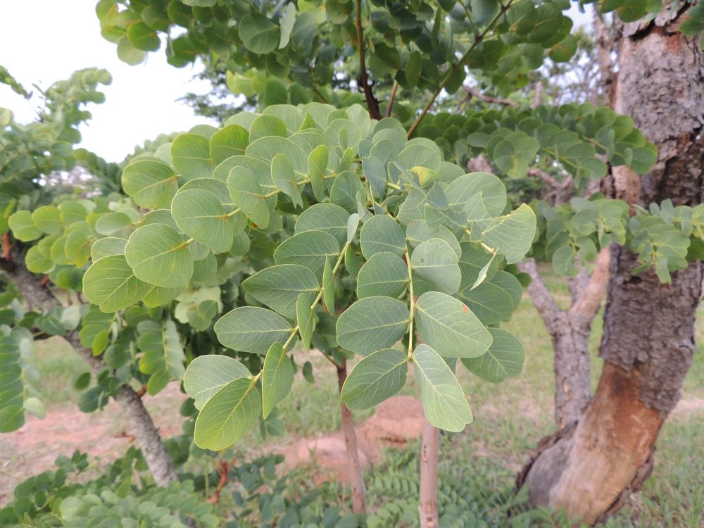 Stryphnodendron adstringens (Mart.) Coville – Barbatimão