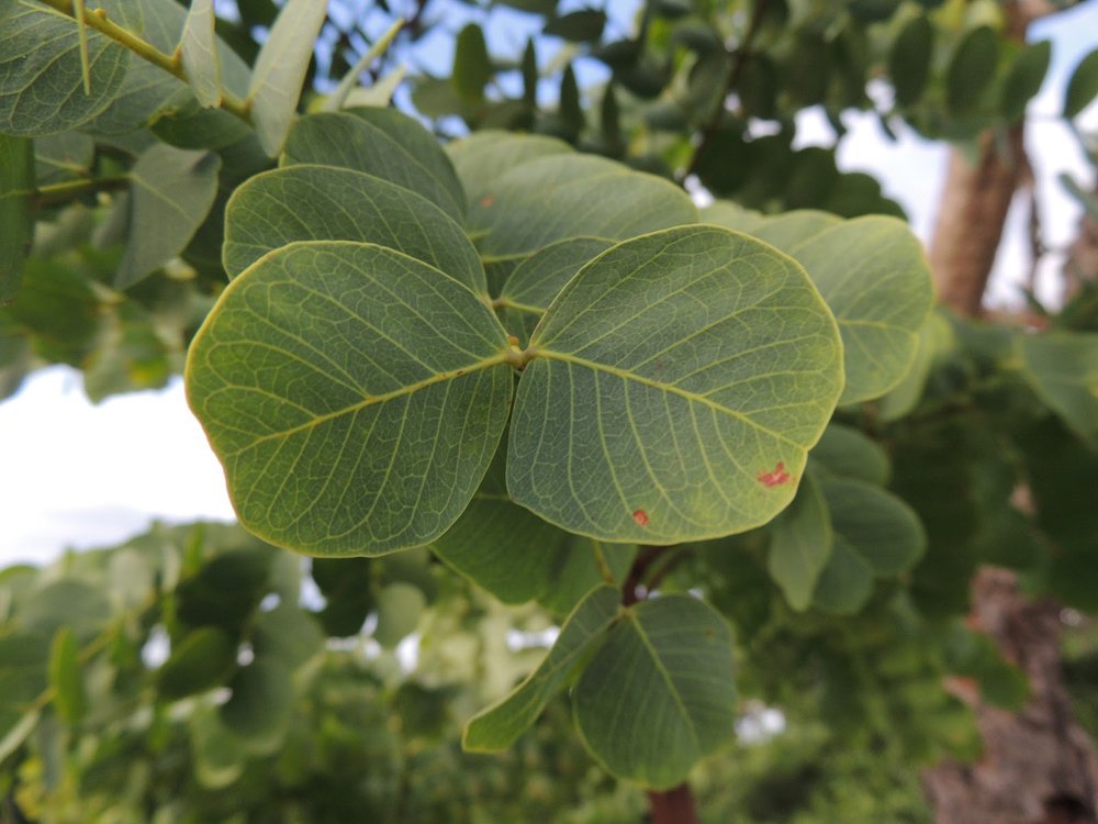 Stryphnodendron adstringens (Mart.) Coville – Barbatimão