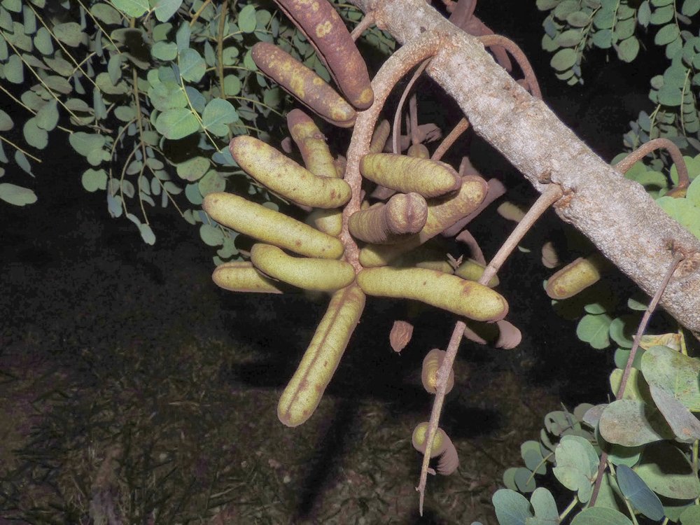 Stryphnodendron adstringens (Mart.) Coville – Barbatimão